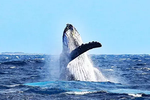 ホテルカクテルステイナハ アクティビティ SEASIR クジラ